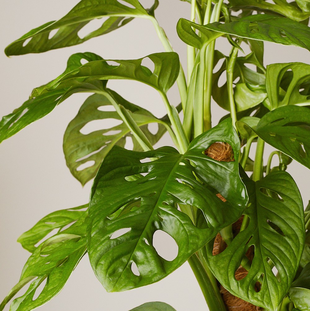 Монстера Манки Маск 