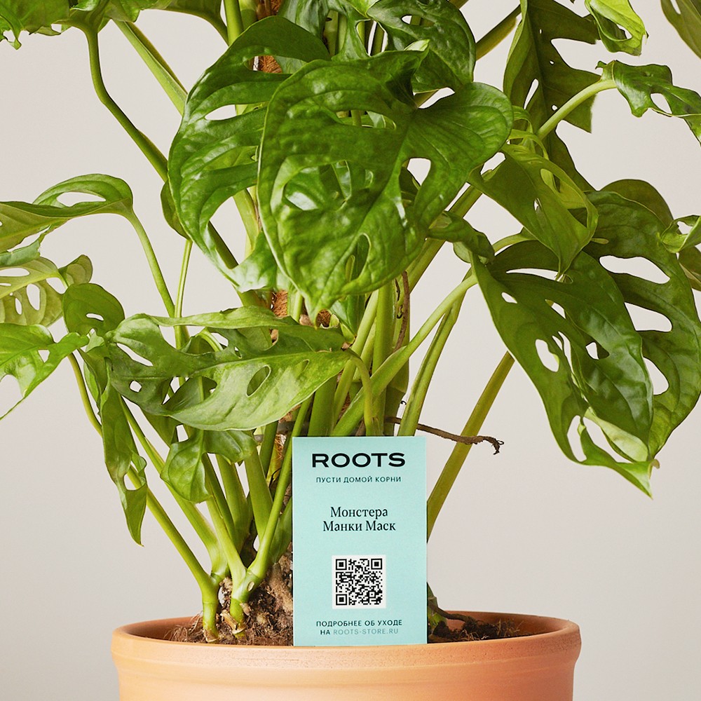 Монстера Манки Маск 