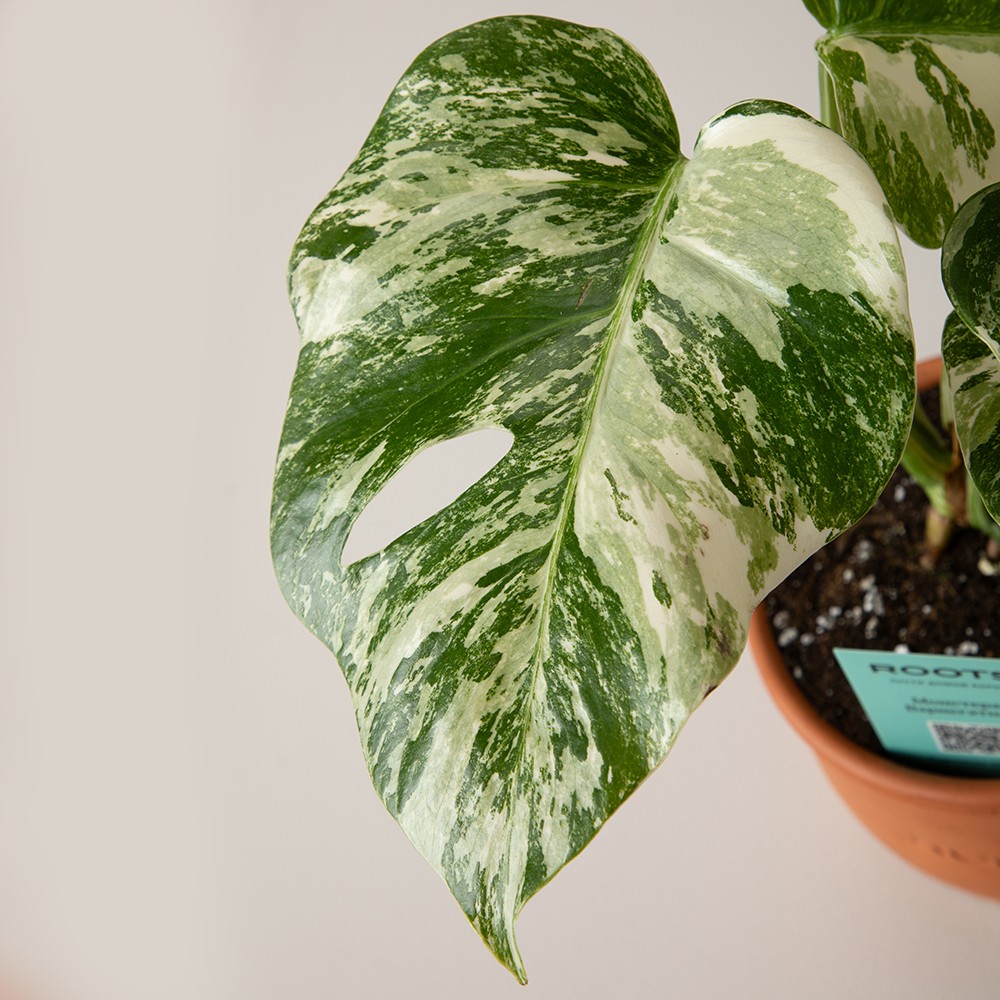 Монстера Вариегатная Монстера Вариегатная
