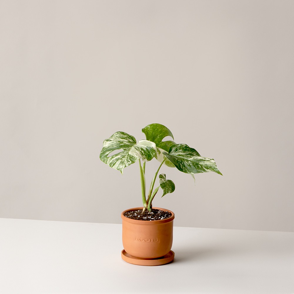 Монстера Вариегатная Монстера Вариегатная