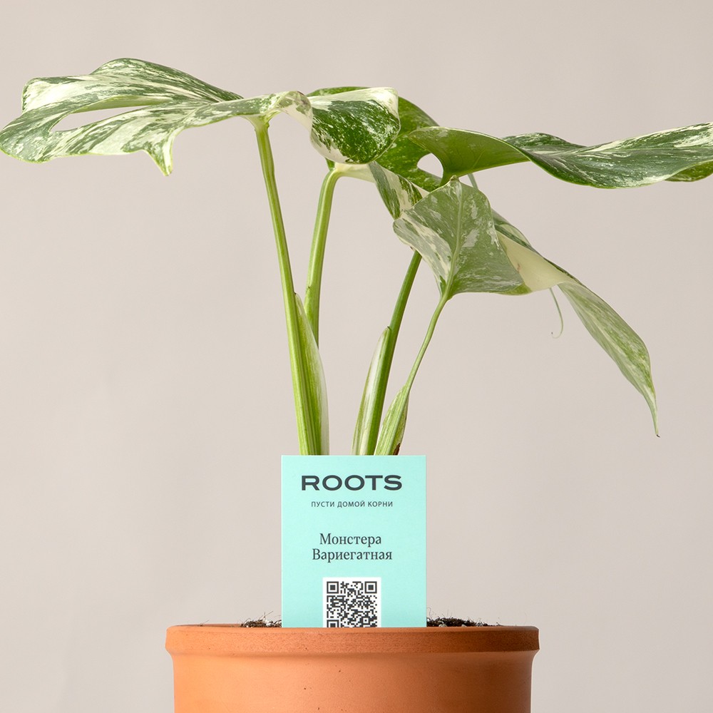 Монстера Вариегатная Монстера Вариегатная
