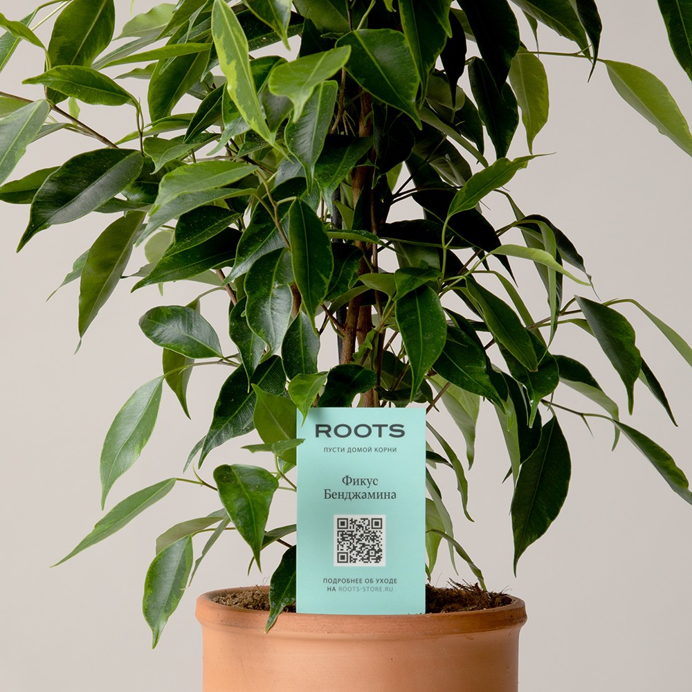Фикус Бенджамина