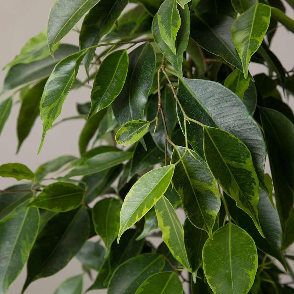 Фикус Бенджамина