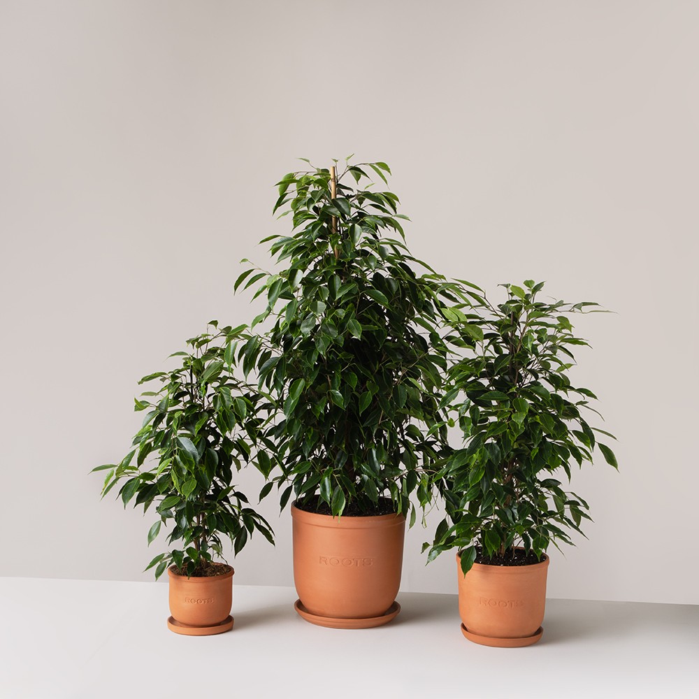 Фикус Бенджамина