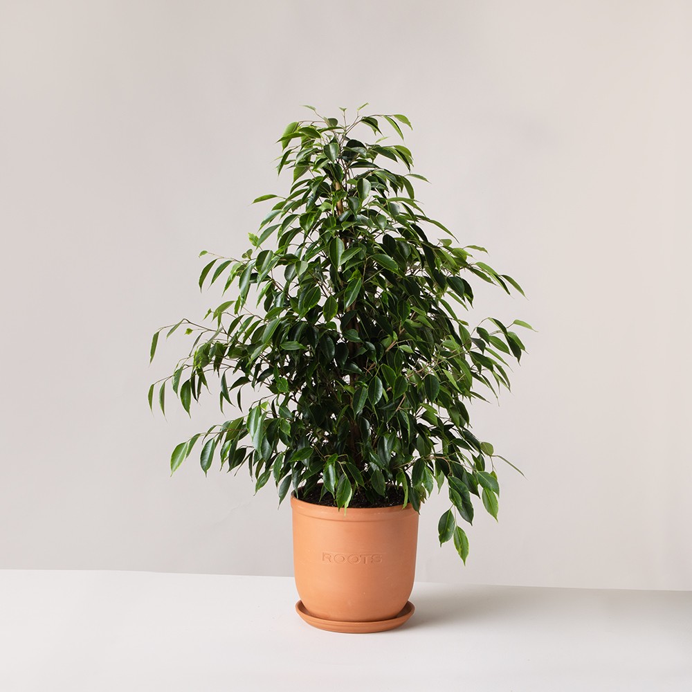 Фикус Бенджамина