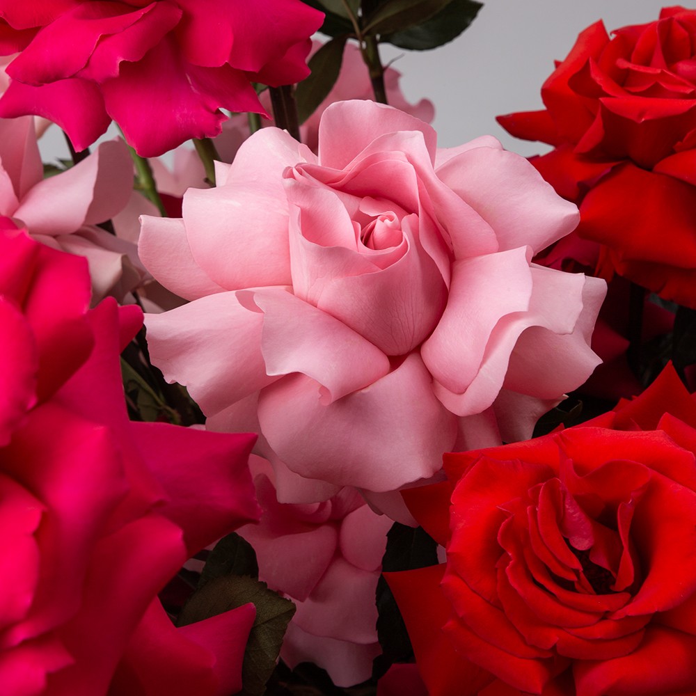 Basket 008 Basket 008