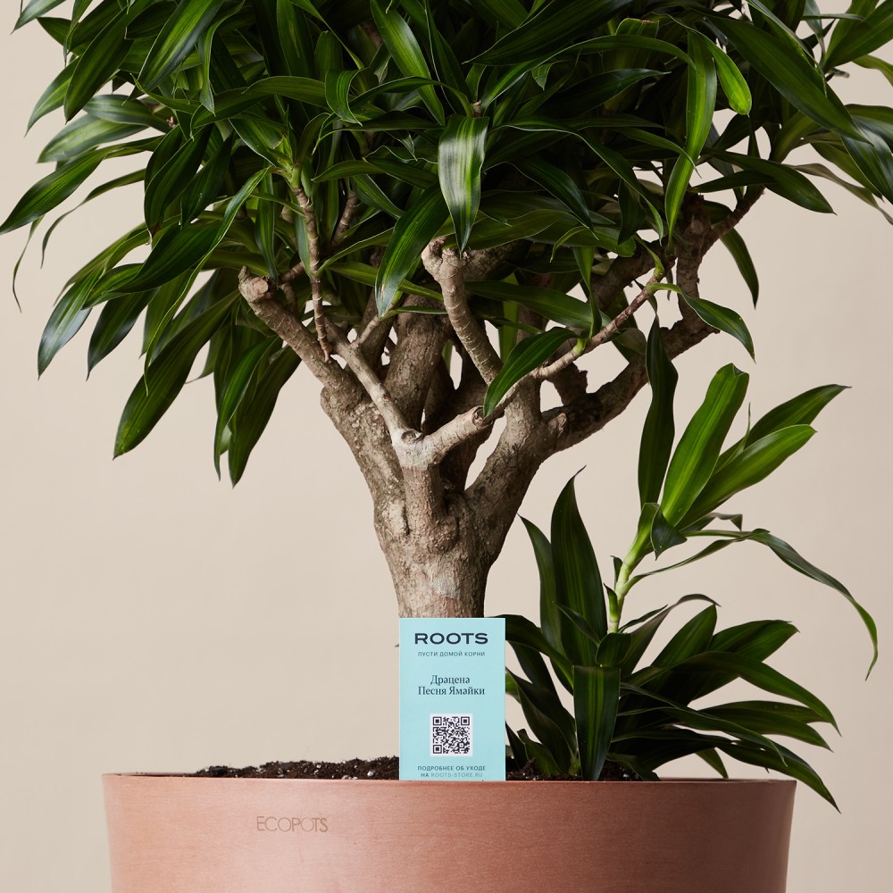 Драцена Песня Ямайки Драцена Песня Ямайки