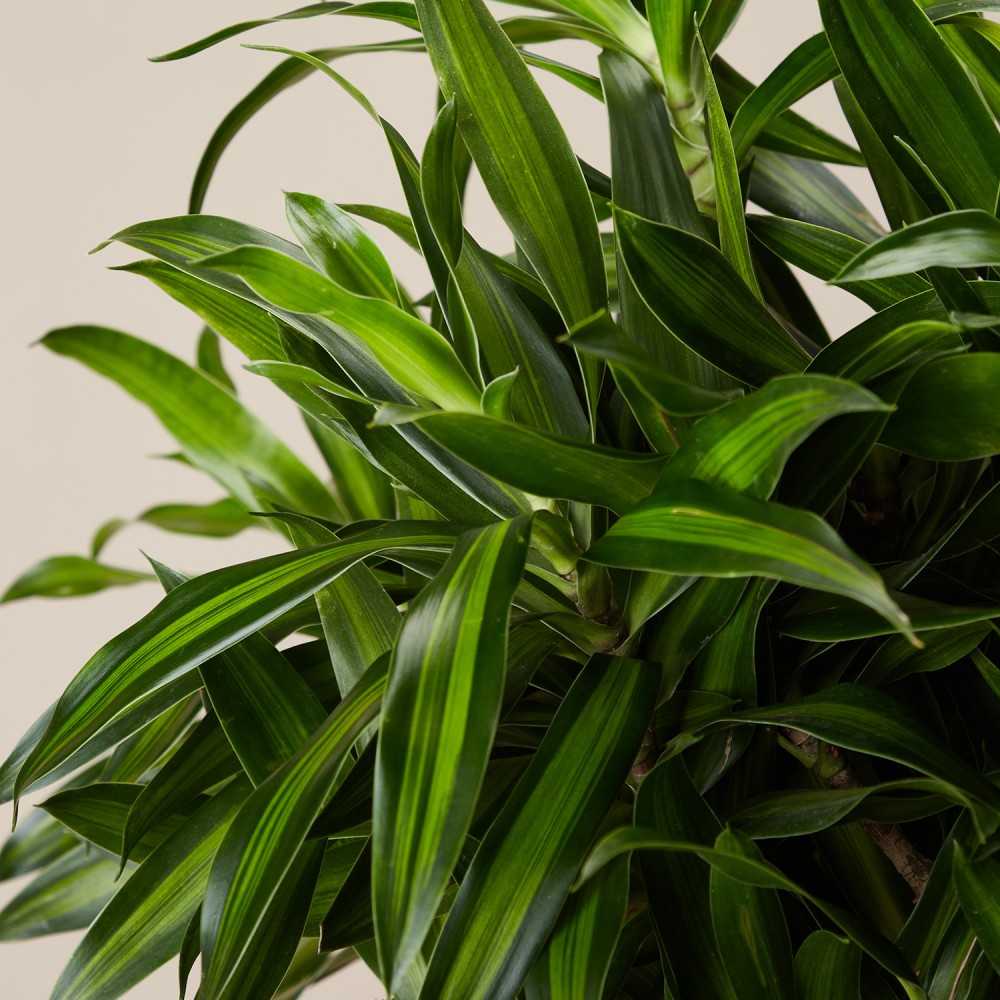 Драцена Песня Ямайки Драцена Песня Ямайки