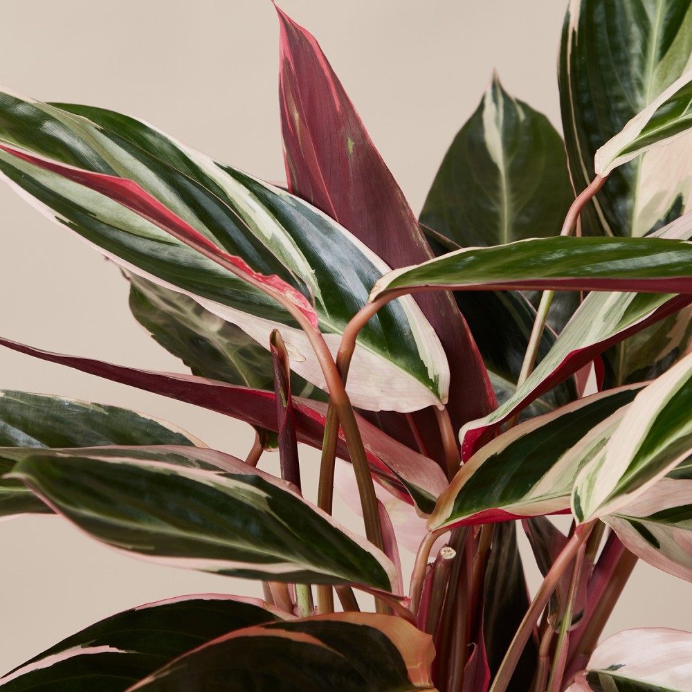 Строманта Триостар