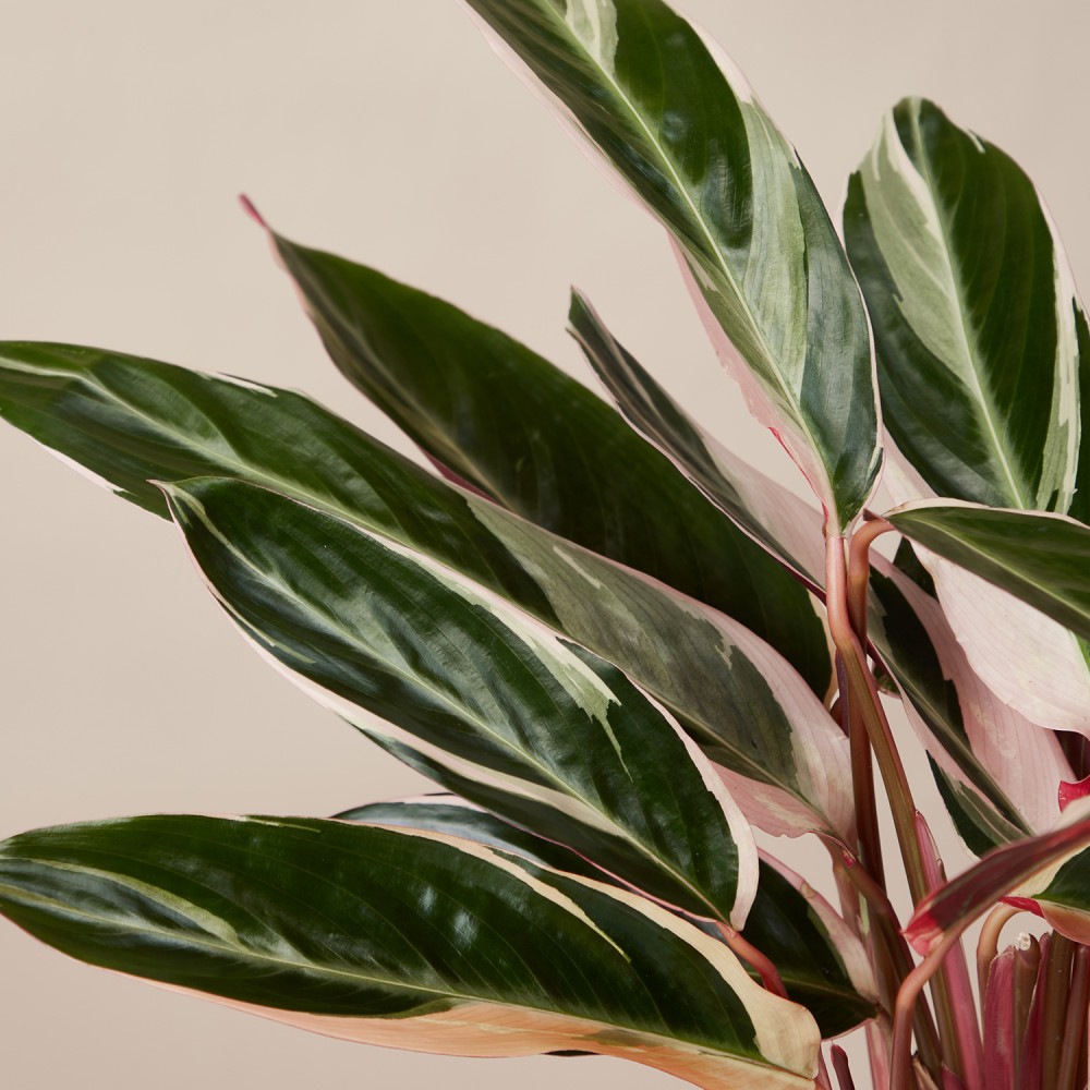 Строманта Триостар