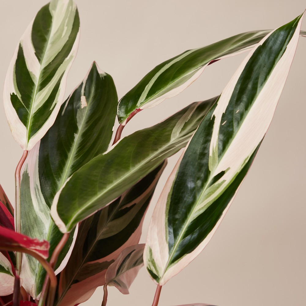 Строманта Триостар