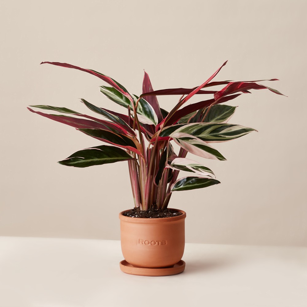 Строманта Триостар