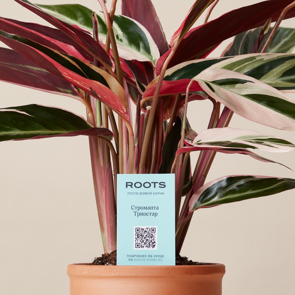 Строманта Триостар