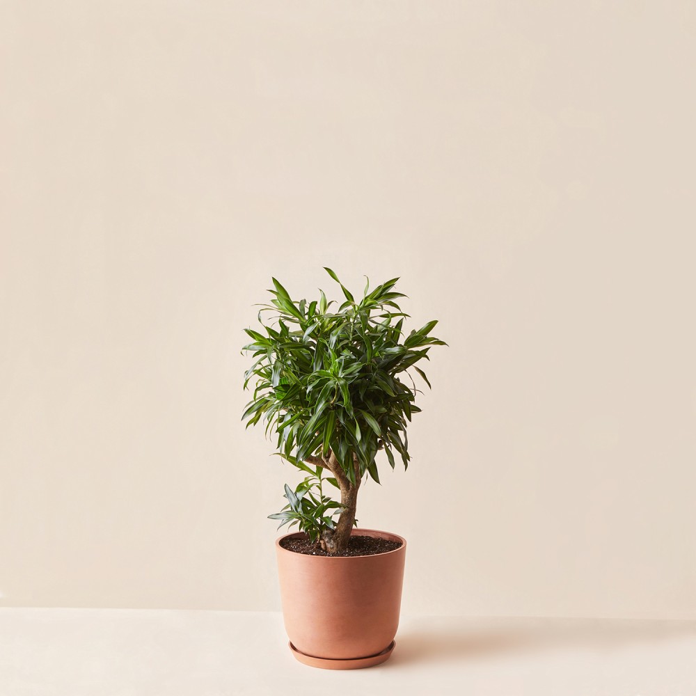 Драцена Песня Ямайки Драцена Песня Ямайки