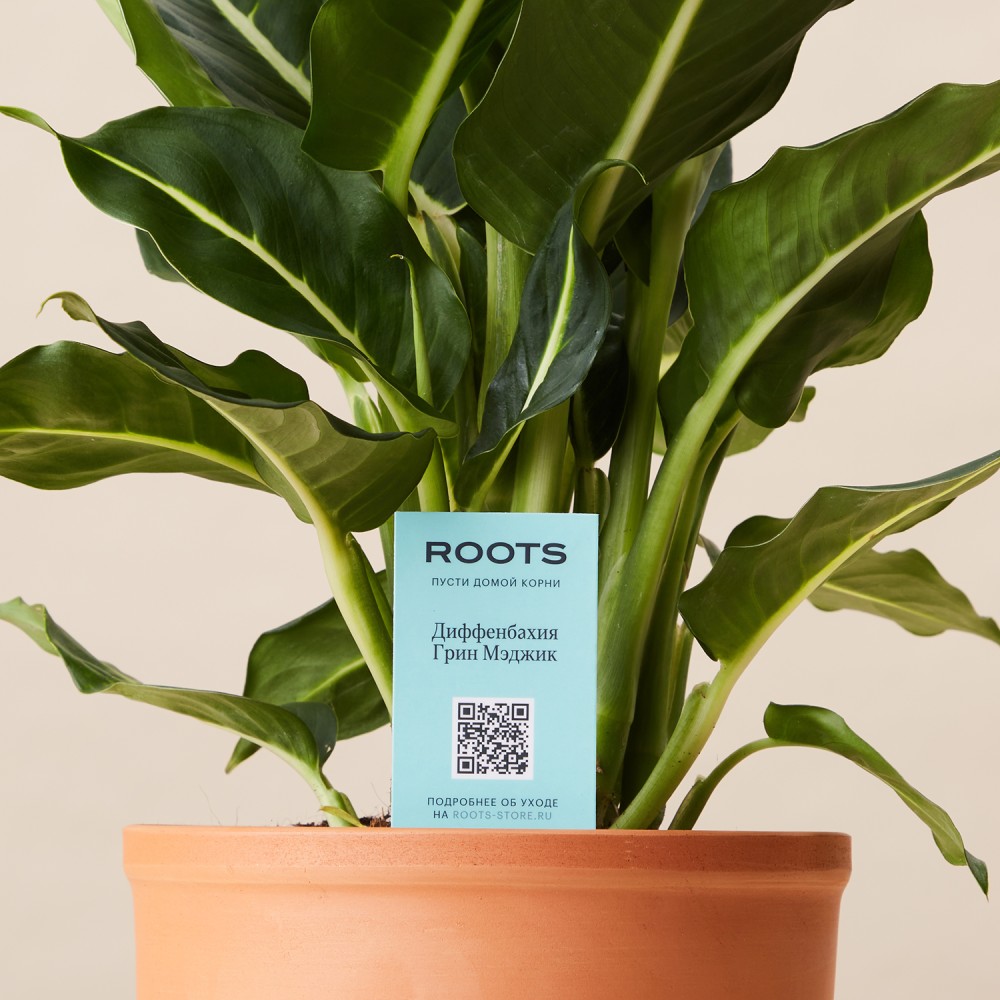 Диффенбахия Грин Мэджик Диффенбахия Грин Мэджик