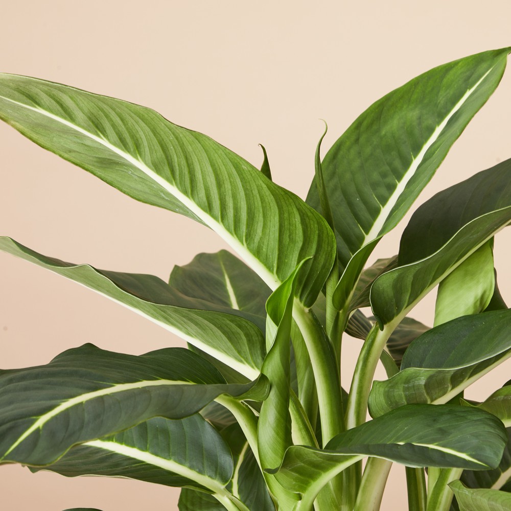 Диффенбахия Грин Мэджик Диффенбахия Грин Мэджик