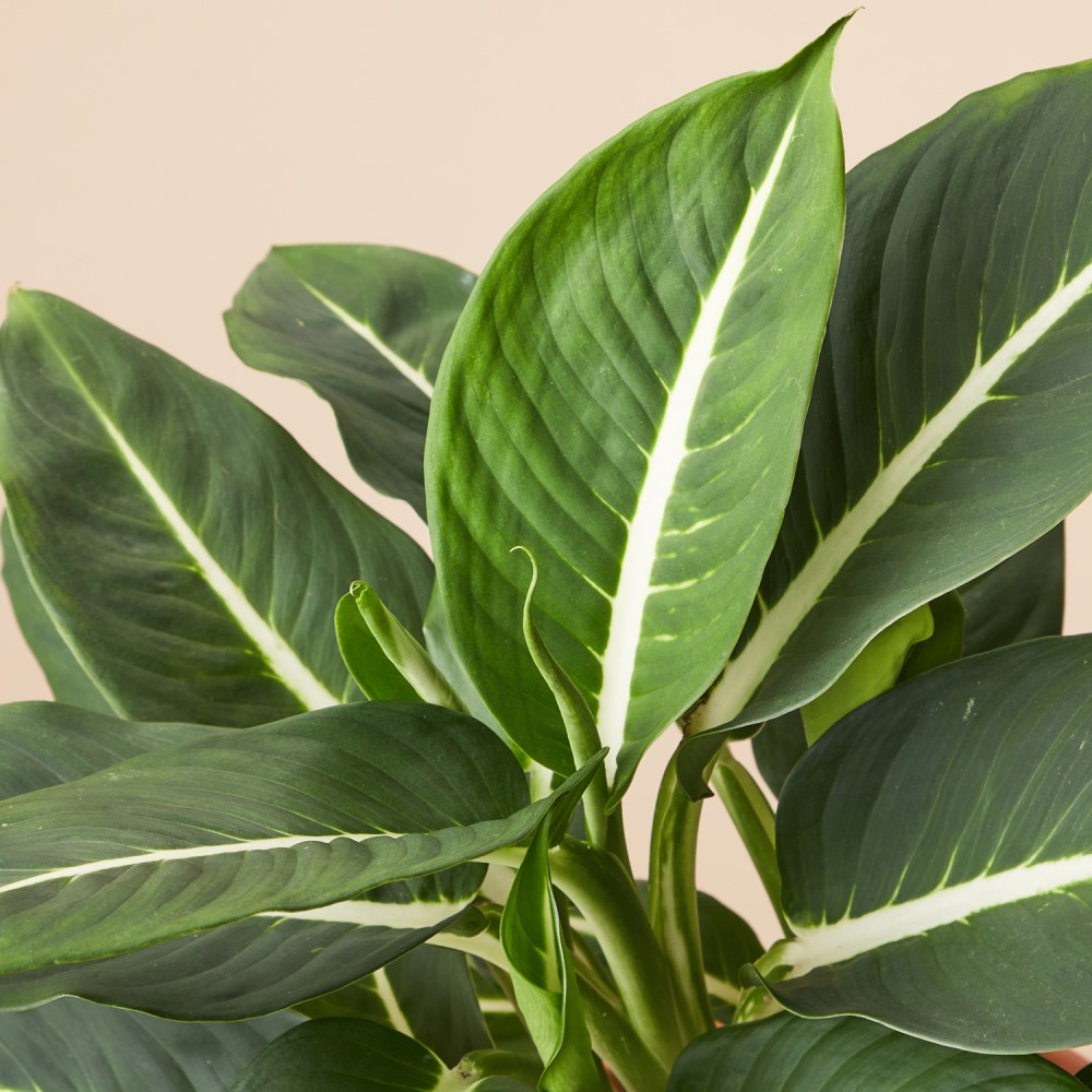 Диффенбахия Грин Мэджик Диффенбахия Грин Мэджик