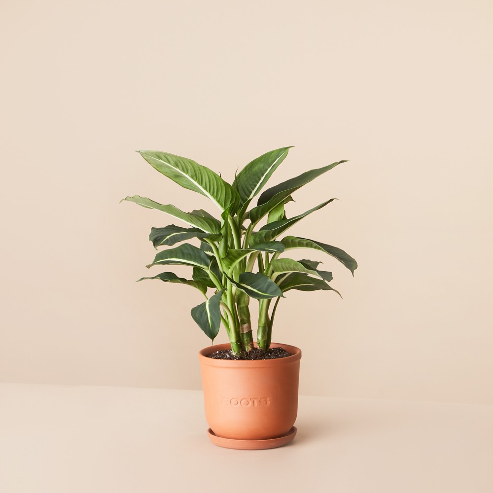 Диффенбахия Грин Мэджик Диффенбахия Грин Мэджик