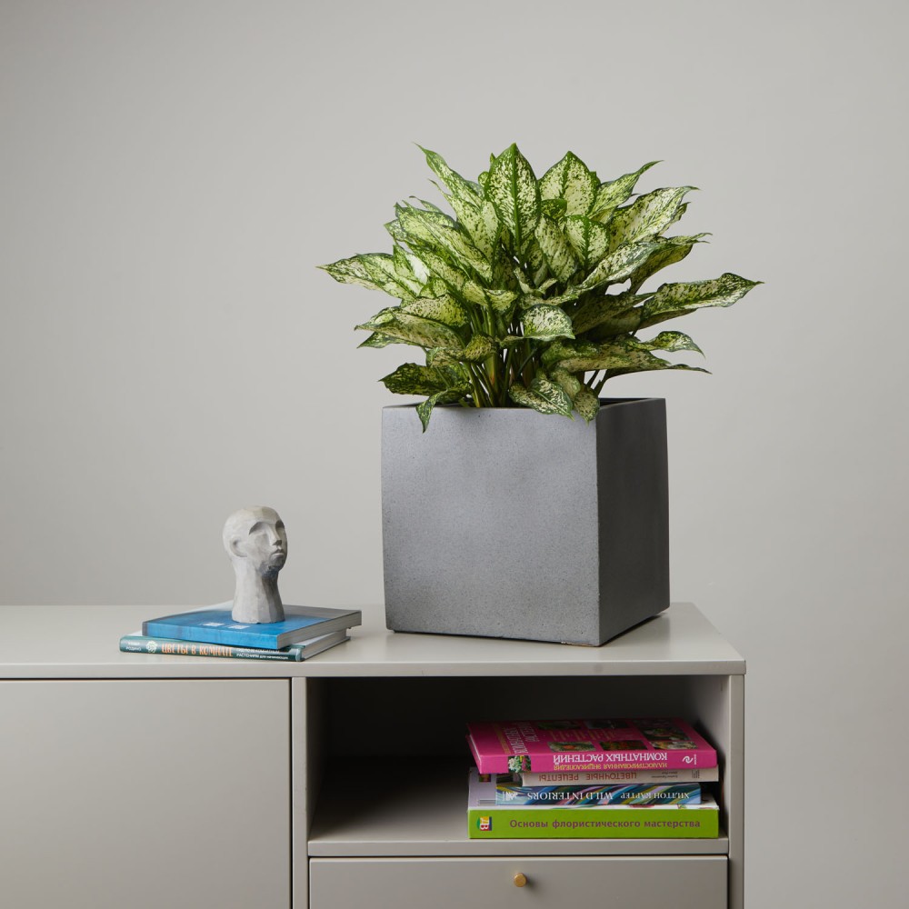 Кашпо куб темно-серый бетон d24 Кашпо куб темно-серый бетон d24