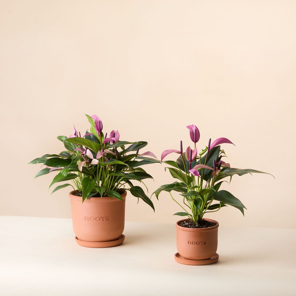 Антуриум Зизу