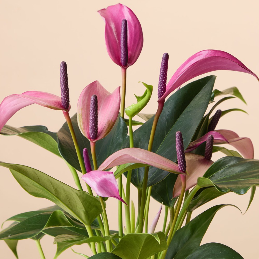 Антуриум Зизу