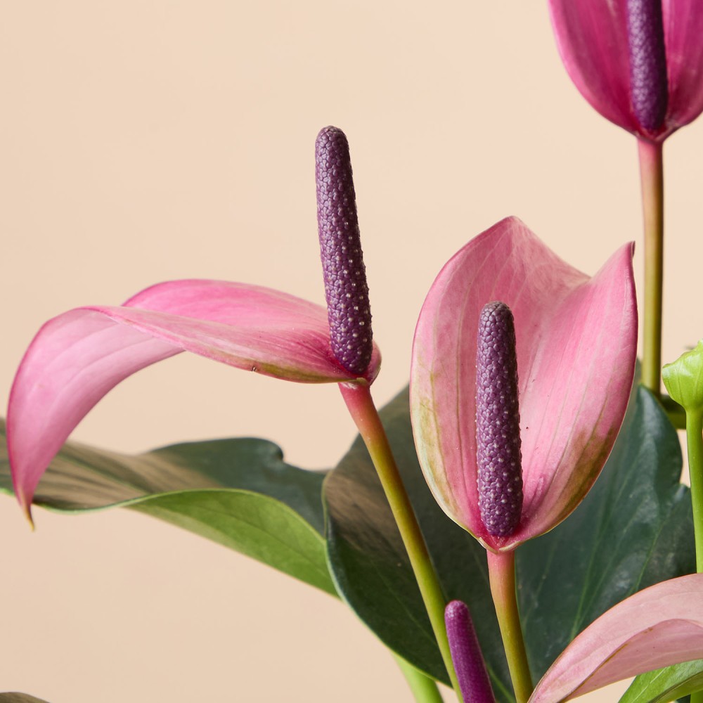 Антуриум Зизу