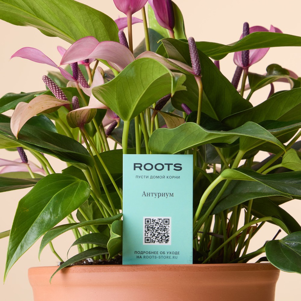 Антуриум Зизу