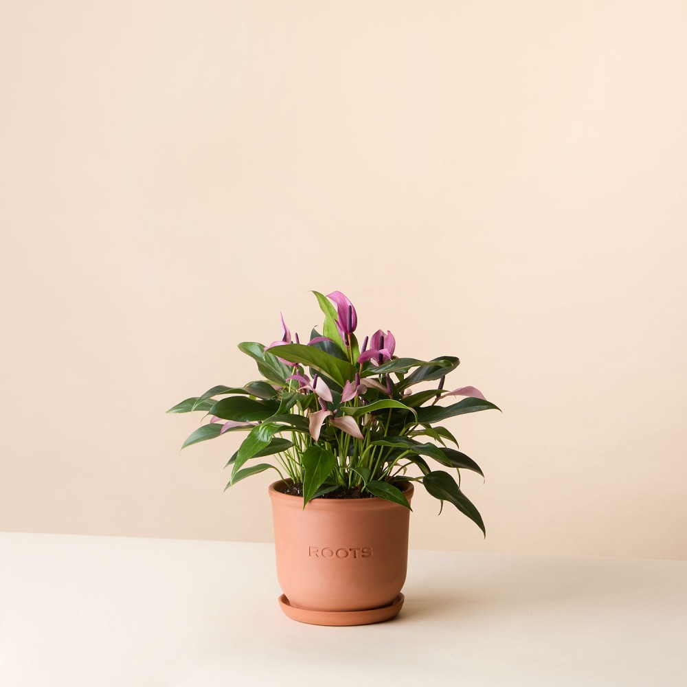 Антуриум Зизу