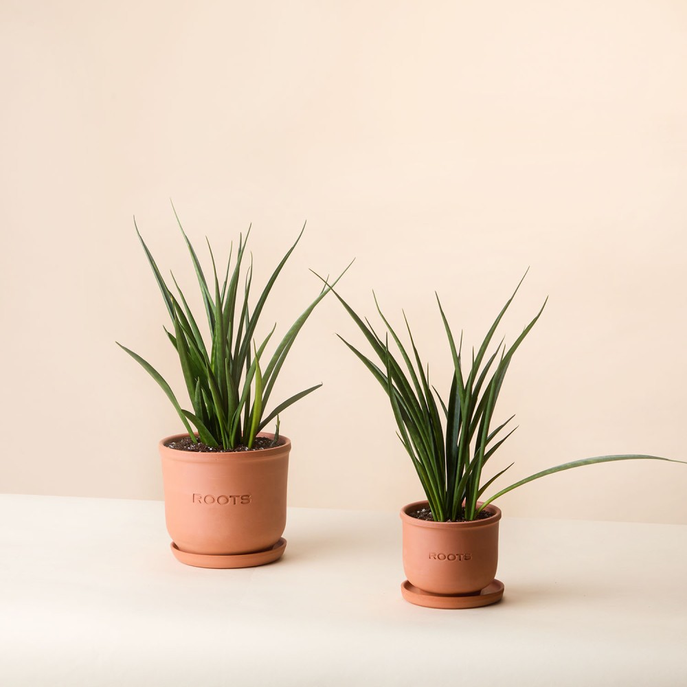 Сансевиерия Кирки Сансевиерия Кирки