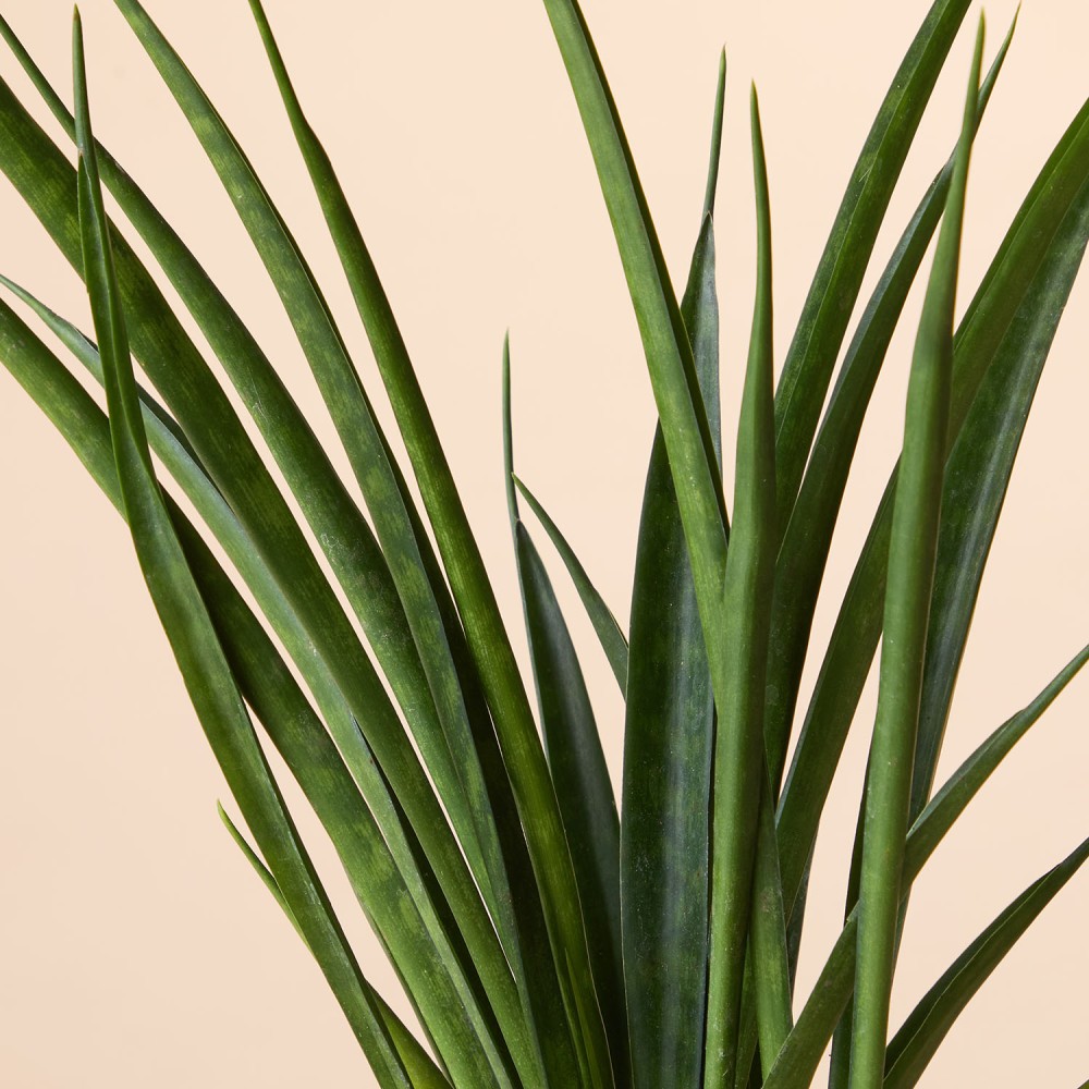 Сансевиерия Кирки Сансевиерия Кирки