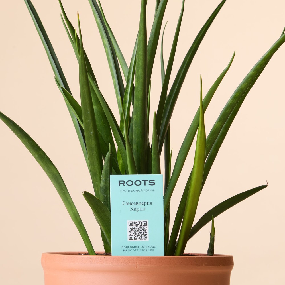 Сансевиерия Кирки Сансевиерия Кирки
