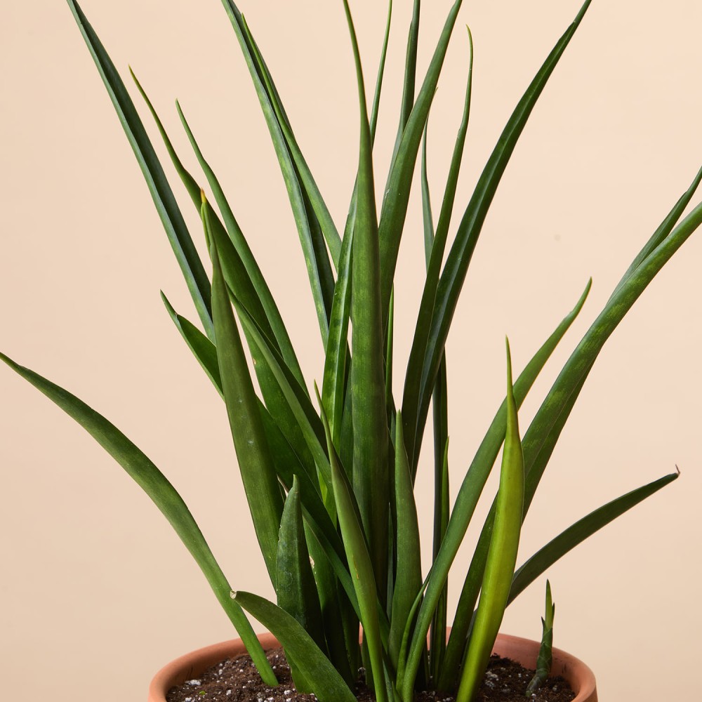 Сансевиерия Кирки Сансевиерия Кирки