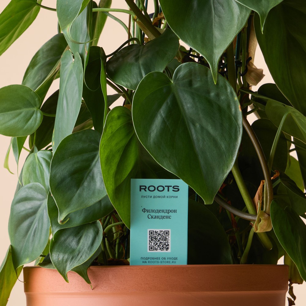 Филодендрон Сканденс Филодендрон Сканденс
