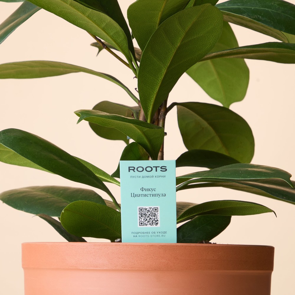 Фикус Циатистипула Фикус Циатистипула