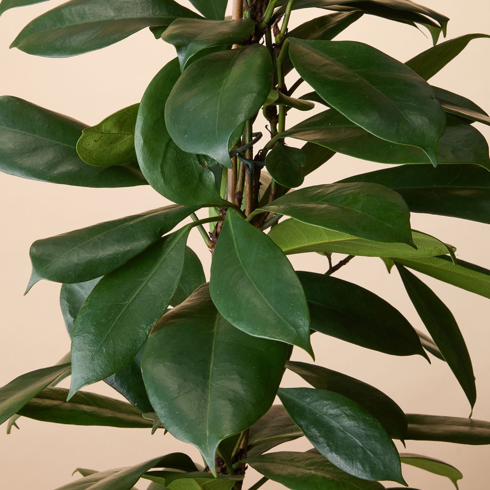 Фикус Циатистипула Фикус Циатистипула