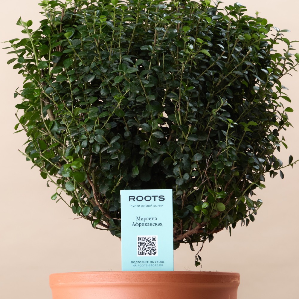 Мирсина Африканская