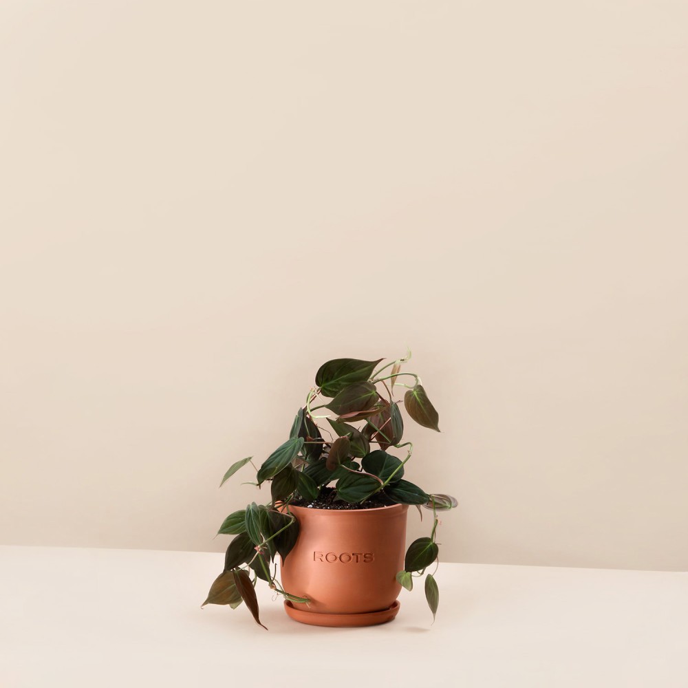 Филодендрон Скаденс Миканс Филодендрон Скаденс Миканс