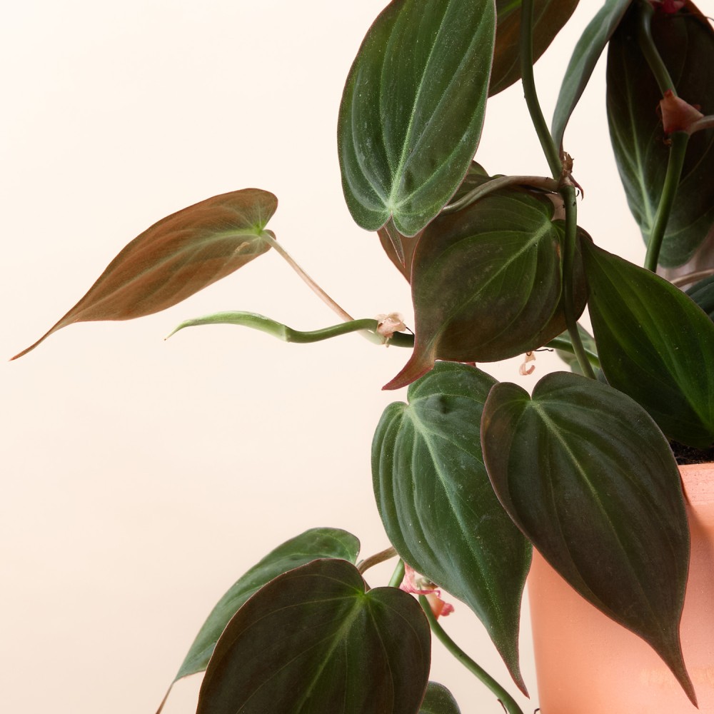 Филодендрон Скаденс Миканс Филодендрон Скаденс Миканс