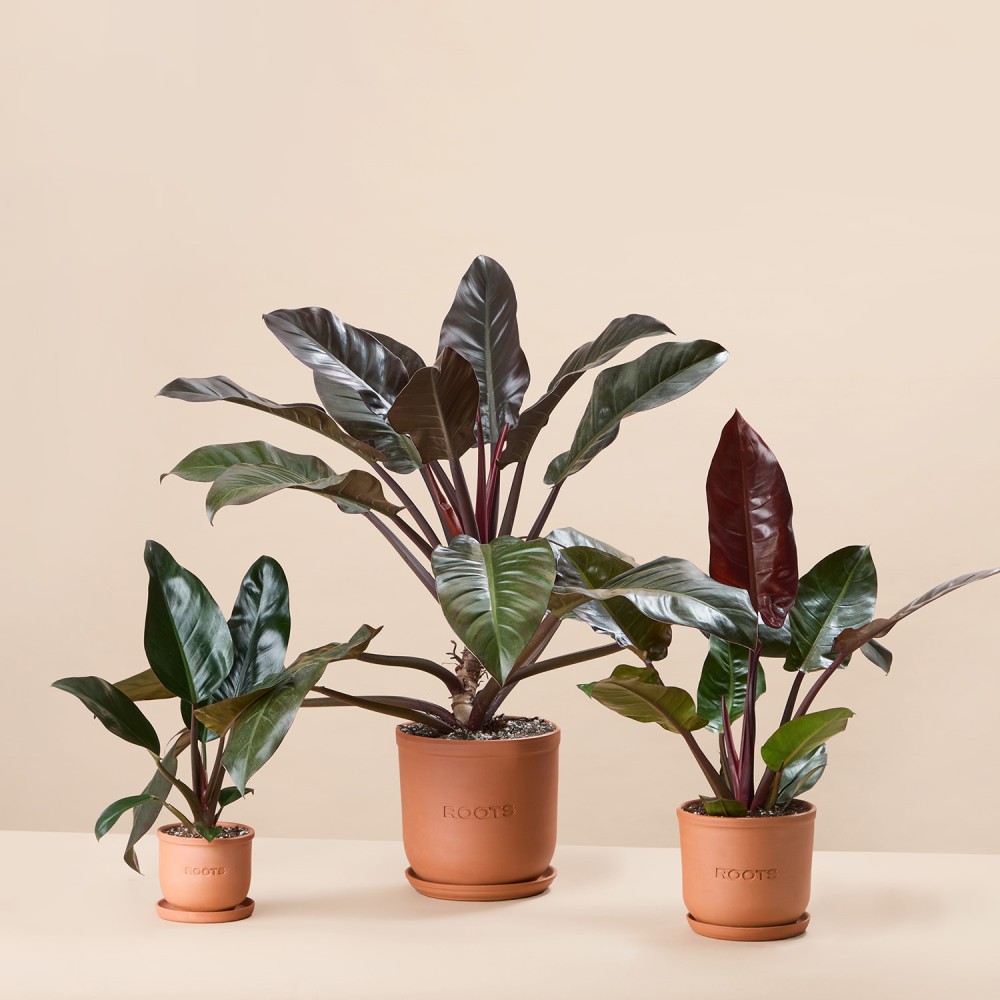 Филодендрон Империал Ред