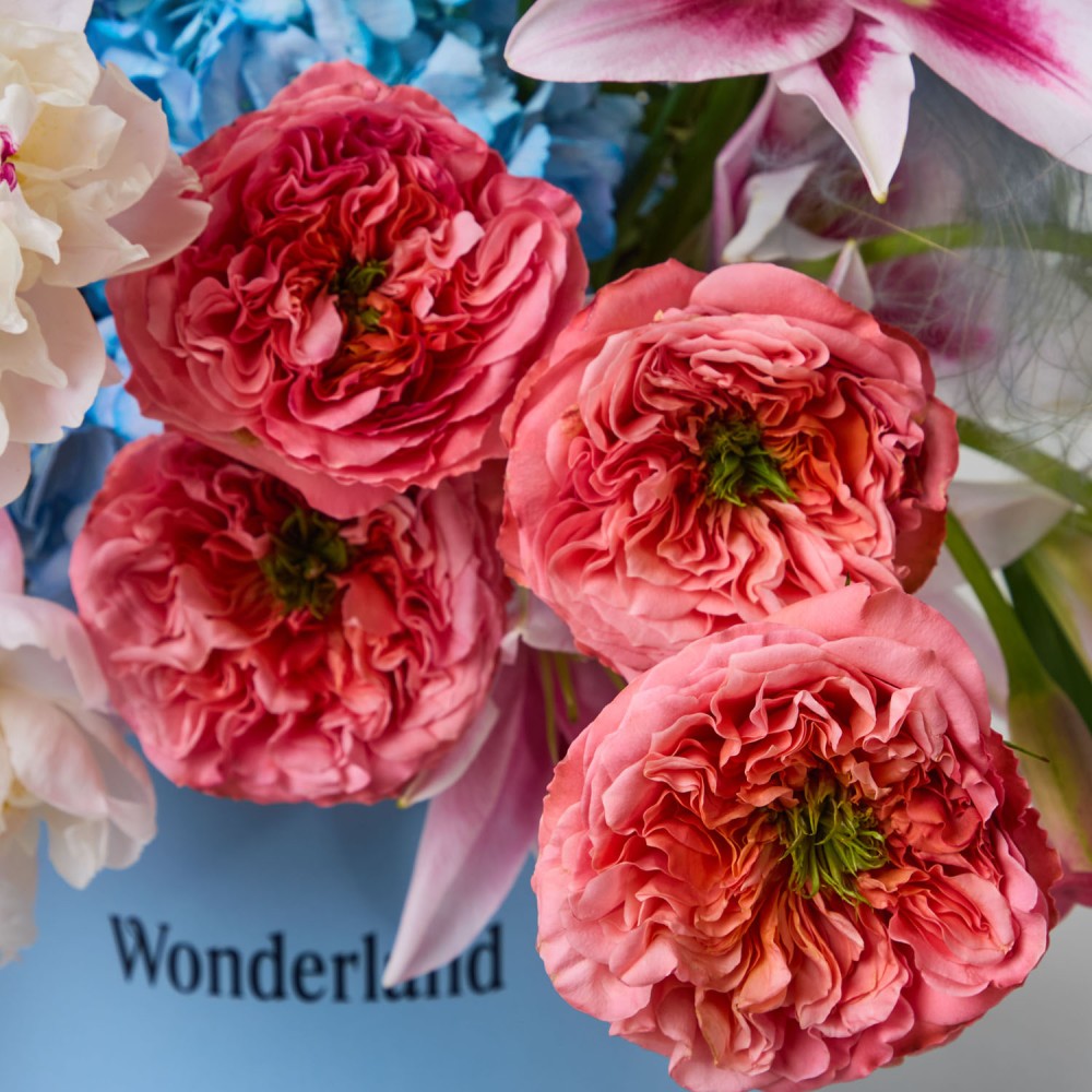 Wonderland 017 Wonderland 017