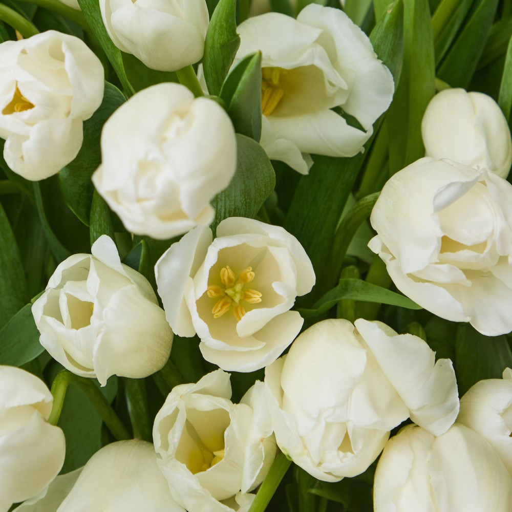 Basket 019 Basket 019