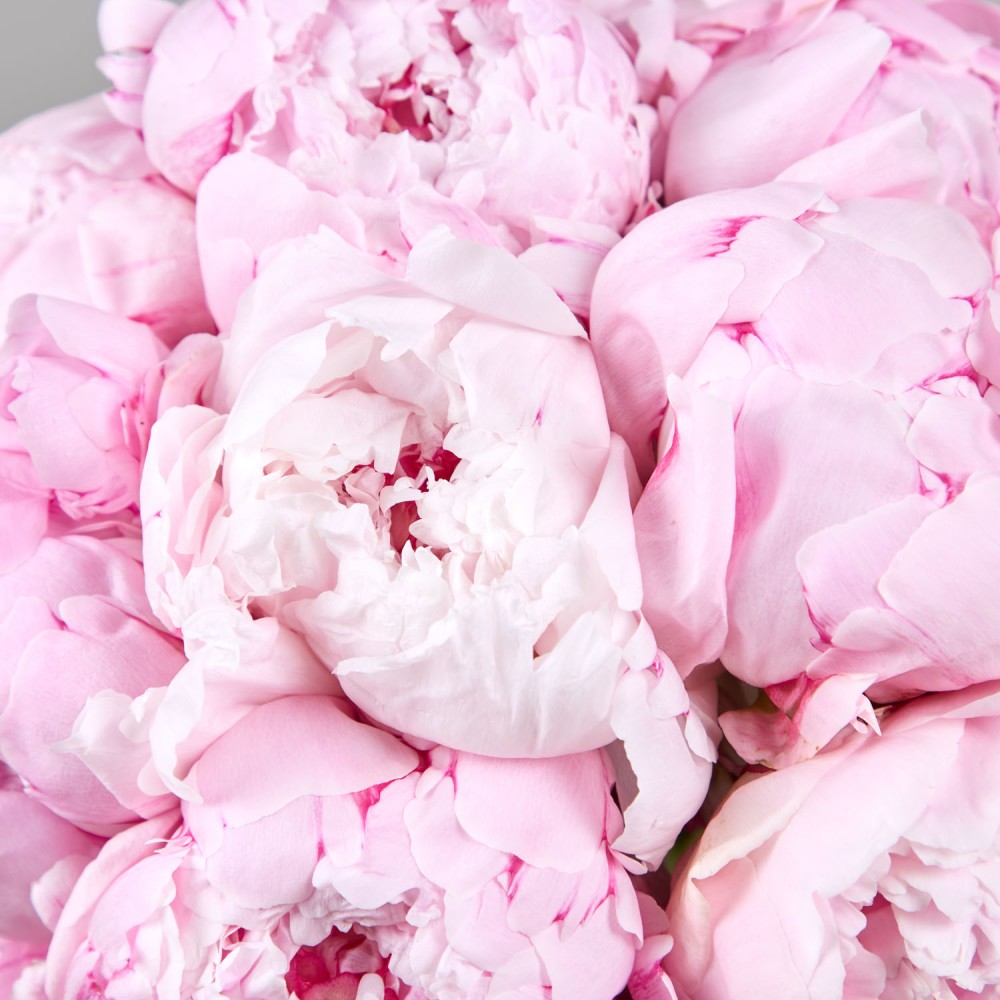 Wedding 001 Wedding 001