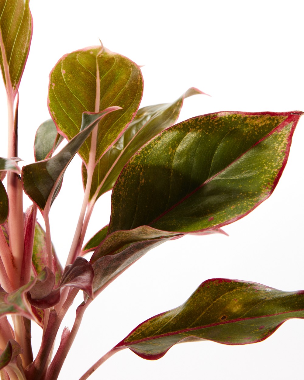 Аглаонема Крит