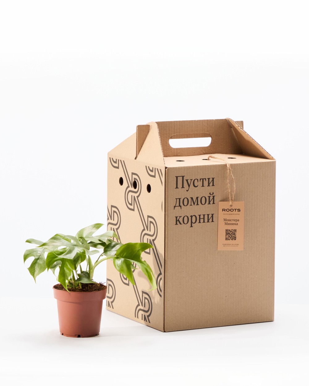 Монстера Минима Монстера Минима