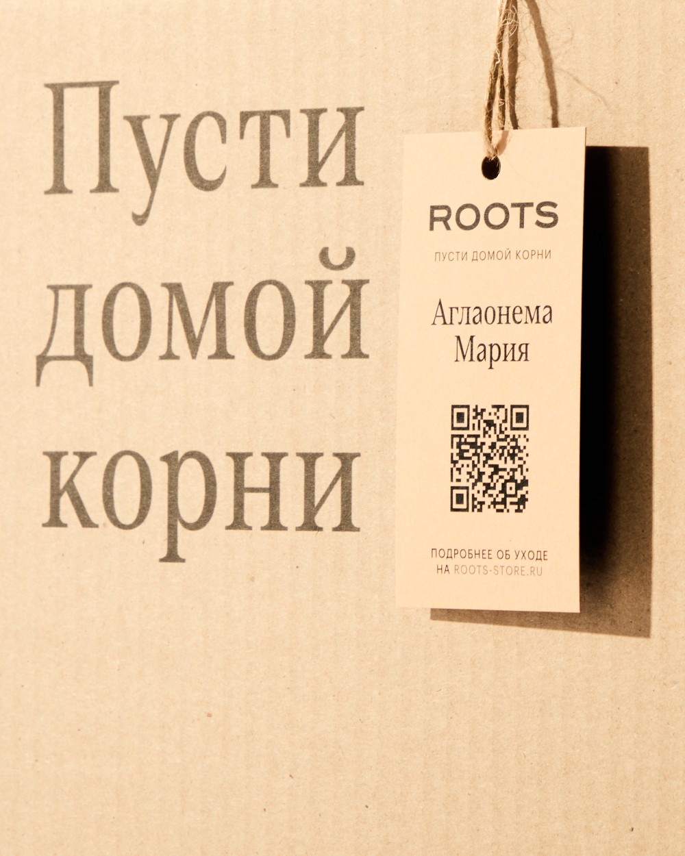 Аглаонема Мария Аглаонема Мария