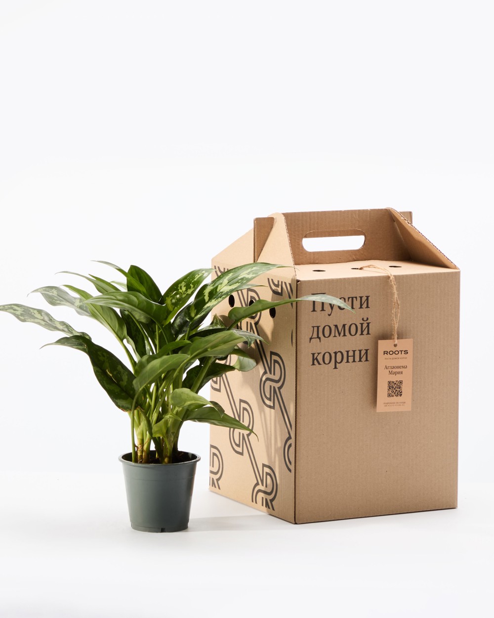 Аглаонема Мария Аглаонема Мария