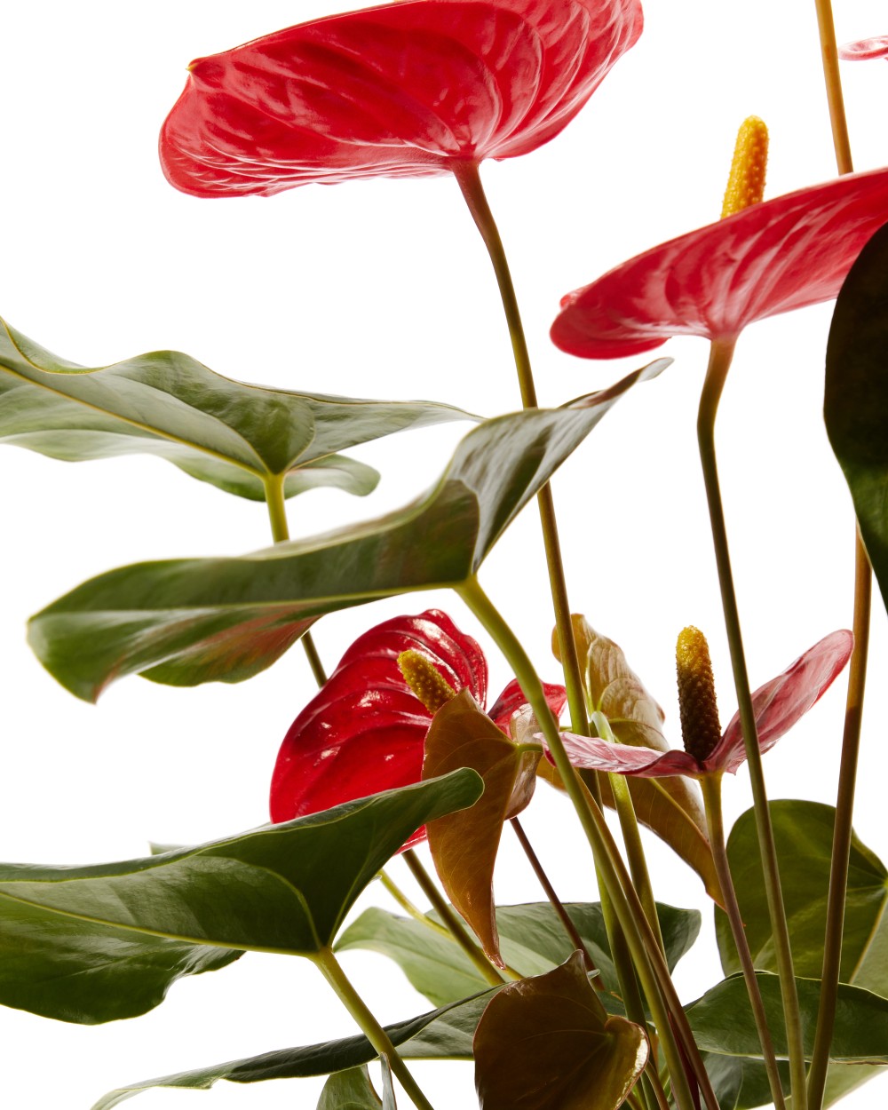 Антуриум Карма Антуриум Карма