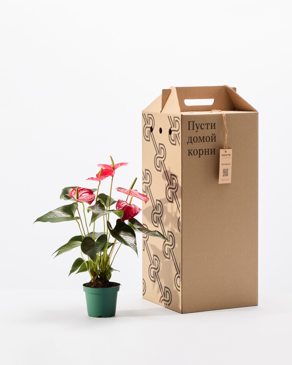 Антуриум Карма Антуриум Карма