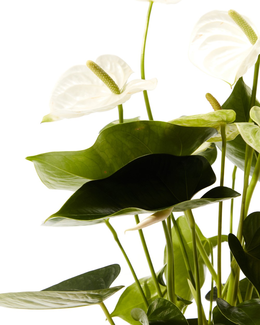 Антуриум Антедезия вайт Антуриум Антедезия вайт