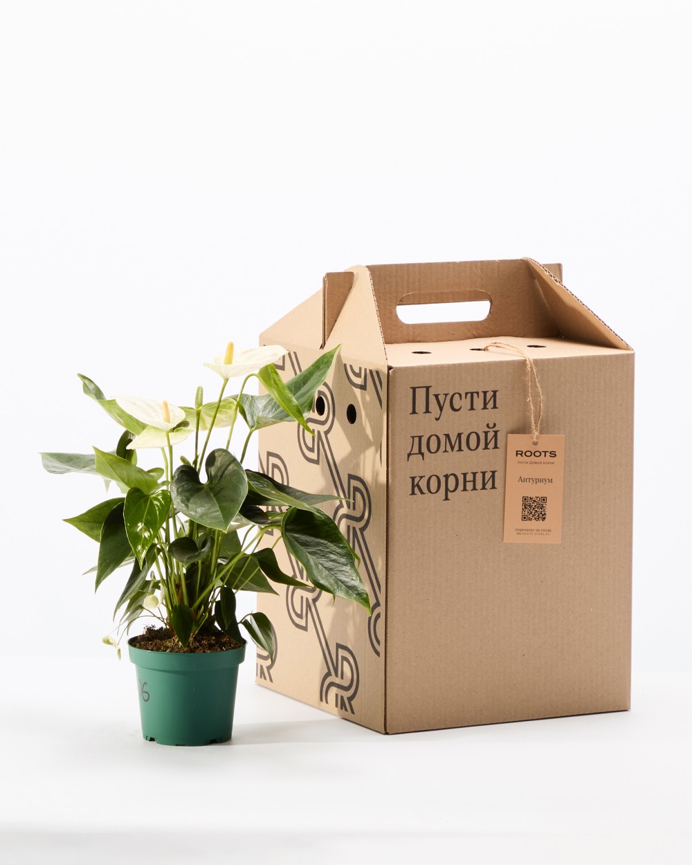 Антуриум Антедезия вайт Антуриум Антедезия вайт